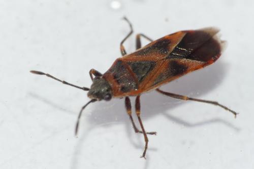 Arocatus roeselii